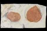 Two Fossil Leaves ( Zizyphoides And Davidia) - Montana #120830-2